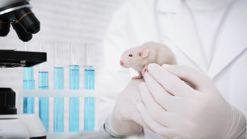 A white laboratory rat held gently in gloved hands beside a microscope and test tubes