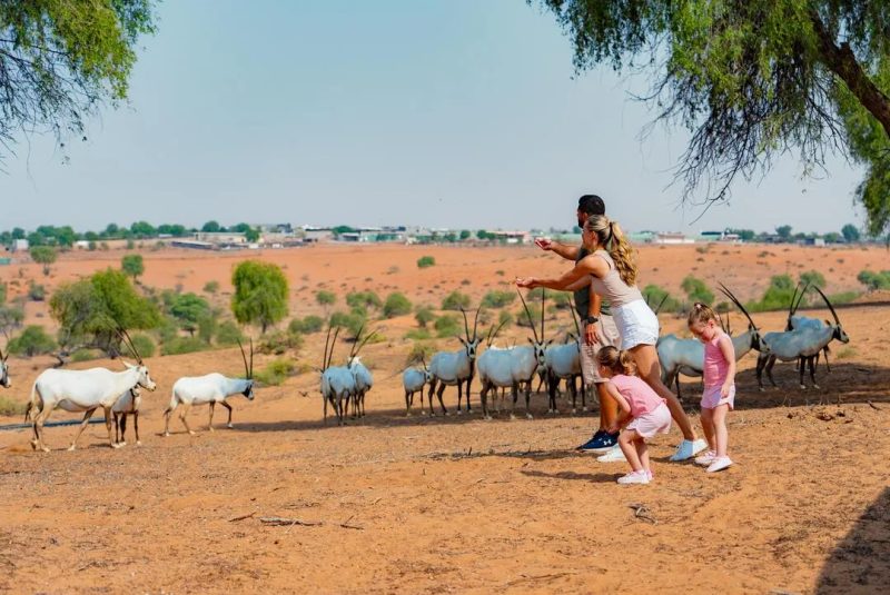 Family observing Arabian oryx at a wildlife reserve in Ras Al Khaimah