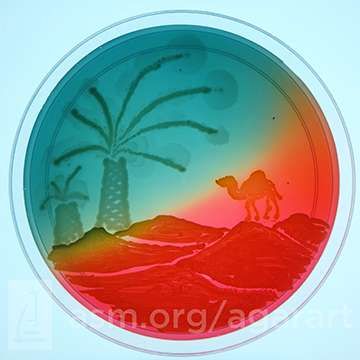 ASM's 5th Agar Art Contest — photograph 3 of 3