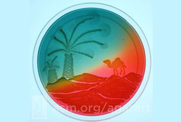 ASM's 5th Agar Art Contest — photograph 1 of 3